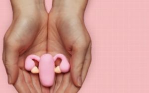 Hands holding model of ovaries